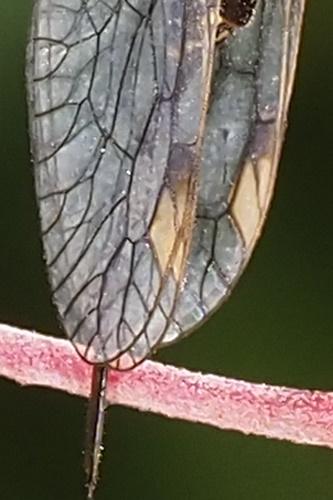 Dichrostigma flavipes